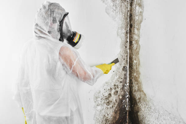 Best Black Mold Removal  in Bonner Springs, KS